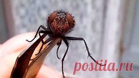 Как избавиться от мух и муравьёв в доме самодельными средствами Какими назойливыми, неприятными, и откровенно надоедливыми бывают комнатные мухи, думаю напоминать и объяснять никому не надо. Помимо морального дискомфорта, эти жужжащие насекомые ещё и являются разносчиками разных болезнетворных бактерий, и инфекций, что может быть очень опасно, так как ближе к