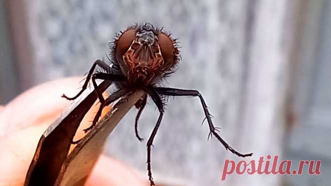 Как избавиться от мух и муравьёв в доме самодельными средствами Какими назойливыми, неприятными, и откровенно надоедливыми бывают комнатные мухи, думаю напоминать и объяснять никому не надо. Помимо морального дискомфорта, эти жужжащие насекомые ещё и являются разносчиками разных болезнетворных бактерий, и инфекций, что может быть очень опасно, так как ближе к