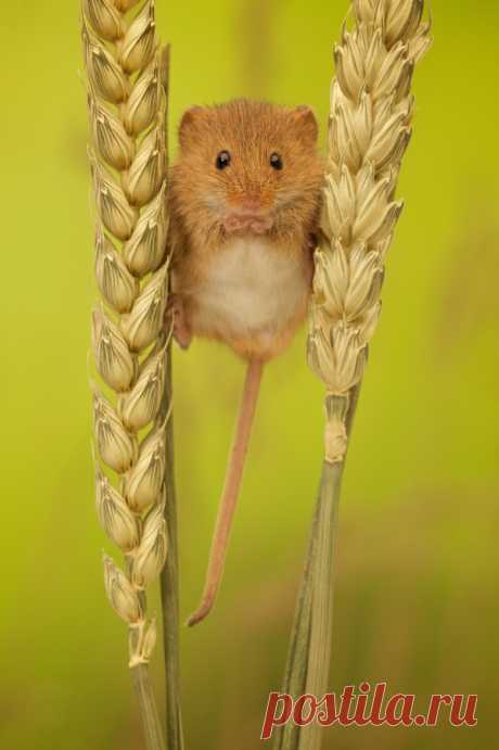 Tiny tim by Mark Bridger / Surfingbird.ru