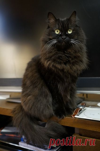 ✞ The Voice of Truth ✞, ♥