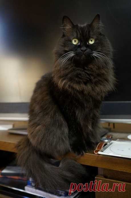 ✞ The Voice of Truth ✞, ♥