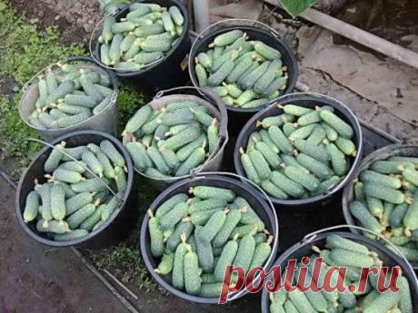 (18) Одноклассники     ВЫРАЩИВАНИЕ ОГУРЦОВ В ТЕПЛИЦЕ: ОТ ПОСЕВА ДО СБОРА УРОЖАЯ