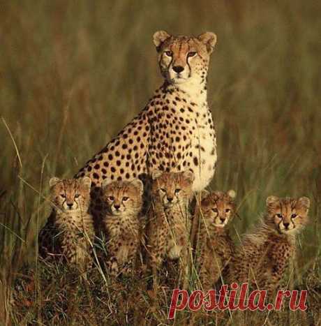 ЗАБАВНЫЕ ЖИВОТНЫЕ: - natali5357@mail.ru - Почта Mail.Ru