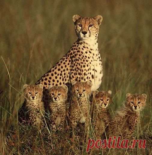 ЗАБАВНЫЕ ЖИВОТНЫЕ: - natali5357@mail.ru - Почта Mail.Ru