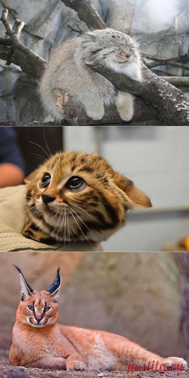 12+ Rare Wild Cat Species You Probably Didn’t Know Exist | Bored Panda