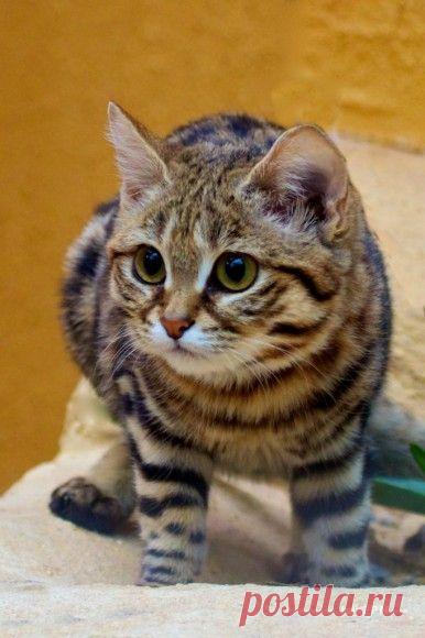 Rare cats and even rarer kittens | Talk 2 PN