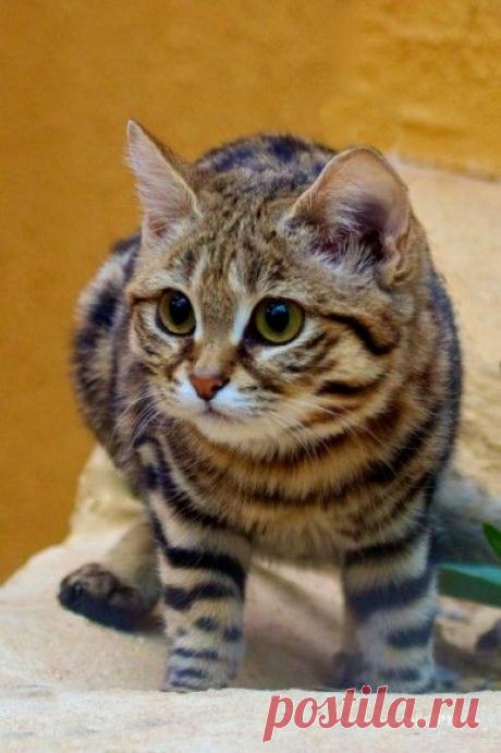 Rare cats and even rarer kittens | Talk 2 PN