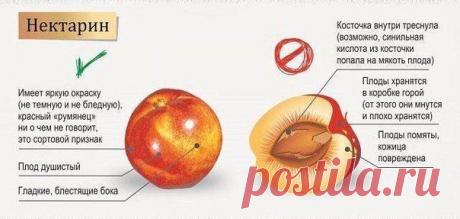 Как правильно выбрать сезонные фрукты и ягоды? | Хитрости жизни