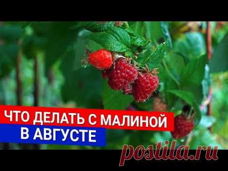 Что делать с малиной в августе | Обрезаем малину сейчас - не ждём осени