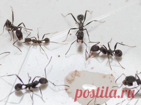 Не глупее обезьян: какими орудиями труда пользуются муравьи?