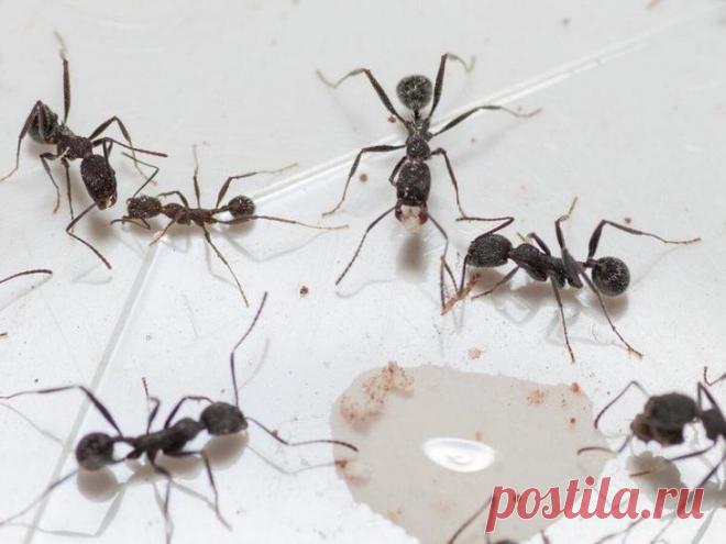 Не глупее обезьян: какими орудиями труда пользуются муравьи?