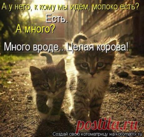 люди-кошки [КОШАЧЬЯ СЕКТА]