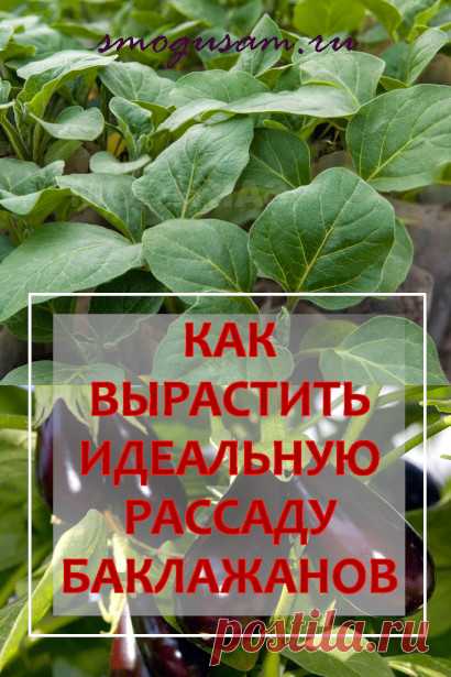 Как вырастить урожайную рассаду баклажанов
#Рассада #выращивание #баклажаны #крепкаярассада #здороваярассада