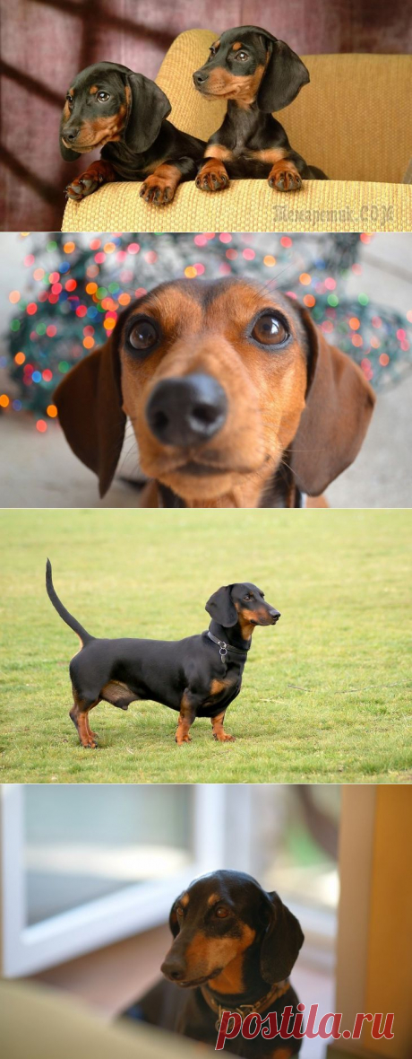 Храбрые, умные, милые: 8 длинных, но милых фактов о таксах