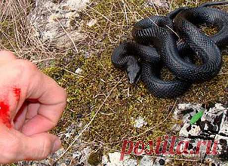 (+1) тема - Что делать, если вас укусила змея | Первая помощь