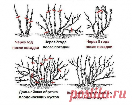 Обрезка смородины «по-мичурински»: урожая соберете на треть больше | Наша Дача | Яндекс Дзен