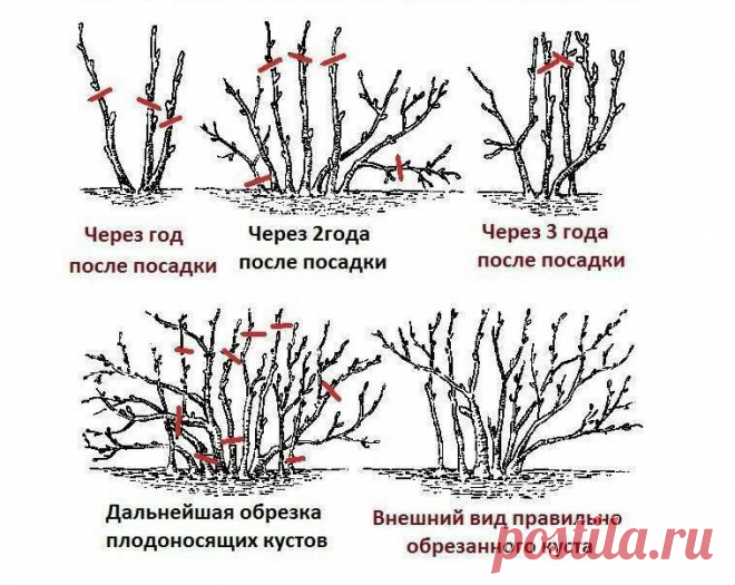 Обрезка смородины «по-мичурински»: урожая соберете на треть больше | Наша Дача | Яндекс Дзен