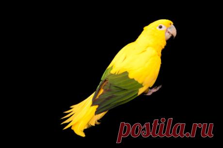 A Critically Endangered Yellowcrested Cockatoo Cacatua Sulphurea Sulphurea From The Gladys Porter Zoo Stock Photo | Getty Images