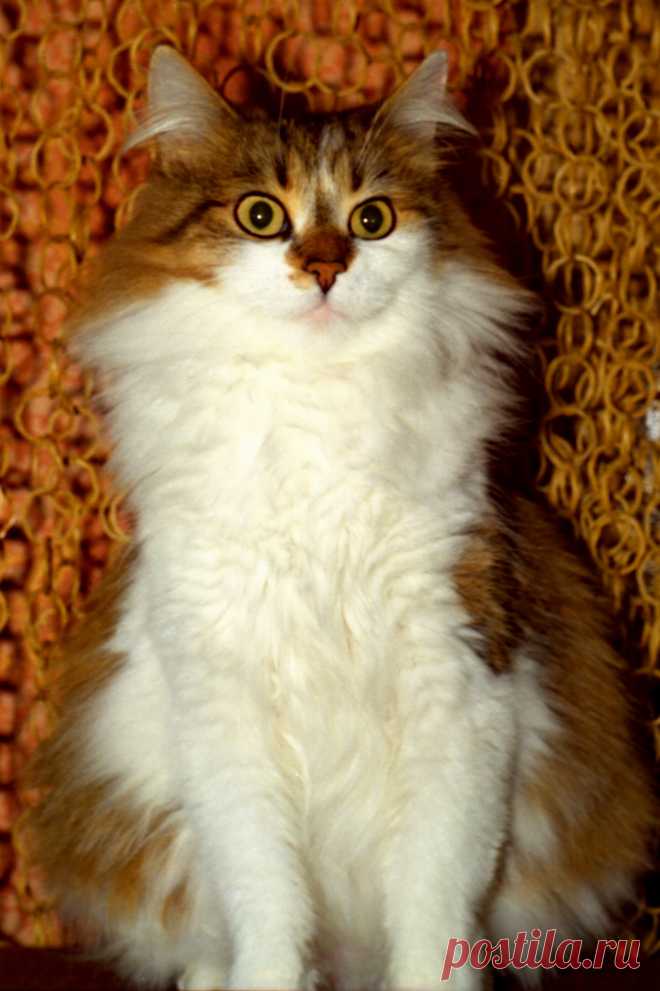 Моя Принцесса!