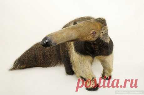 Портреты уникальных животных, Джоэл Сартори. Гигантский  муравьед