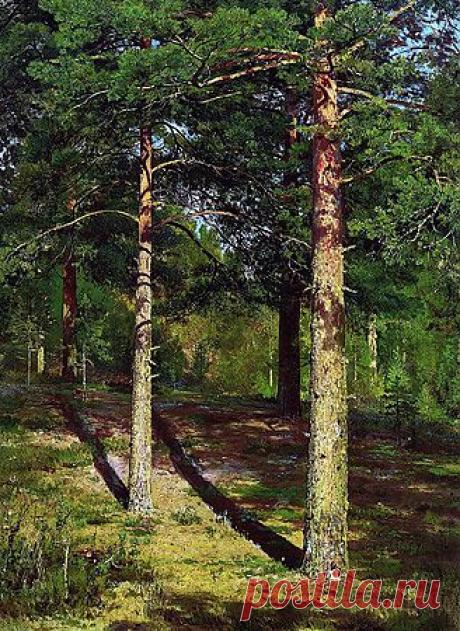 Сосны освещенные солнцем Шишкин Иван. 1886 г.