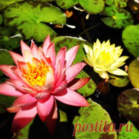 Water Lilies