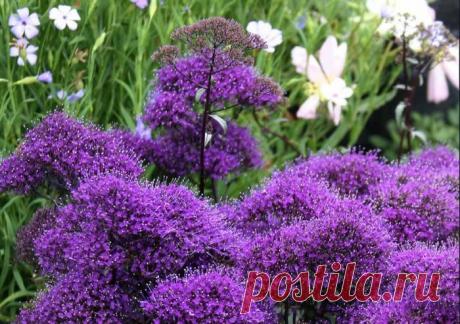 Лечебное растение трахелиум