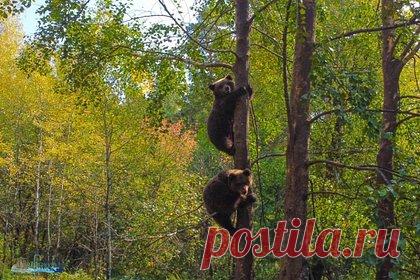 Алтайский заповедник выпустил в дикую природу медвежат Редиса и Сюрприза. Из приюта Алтайского заповедника в дикую природу выпустили двух медвежат, Редиса и Сюрприза. Животные провели в заповеднике три месяца. Их отправили в самостоятельную жизнь на теплоходе «Зазеркалье» по Телецкому озеру, введя им седативные препараты для безопасной транспортировки.