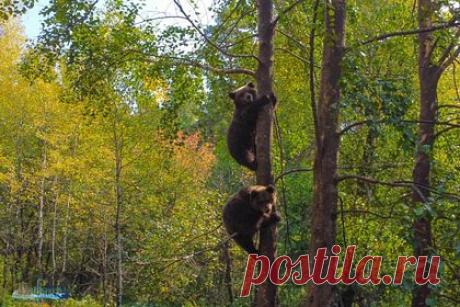 Алтайский заповедник выпустил в дикую природу медвежат Редиса и Сюрприза. Из приюта Алтайского заповедника в дикую природу выпустили двух медвежат, Редиса и Сюрприза. Животные провели в заповеднике три месяца. Их отправили в самостоятельную жизнь на теплоходе «Зазеркалье» по Телецкому озеру, введя им седативные препараты для безопасной транспортировки.