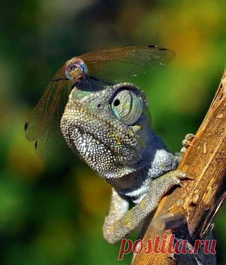 Так выглядит наглость...)))