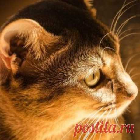 Аллергия у кошек на корм: симптомы и методы лечения