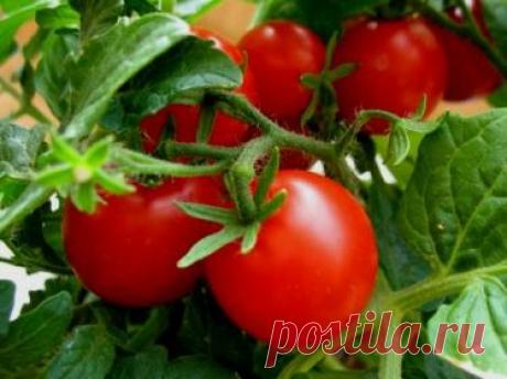 Лучшие комплексные минеральные удобрения для томатов