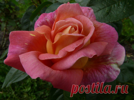 Роза