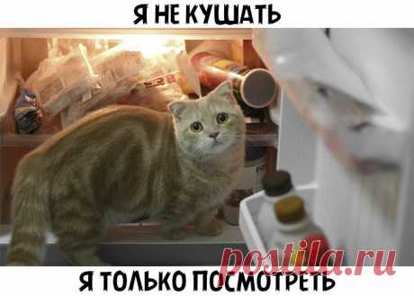 Бесплатный диетолог! Худеем за неделю вместе