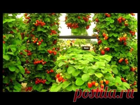 Клубничное дерево с умным поливом своими руками