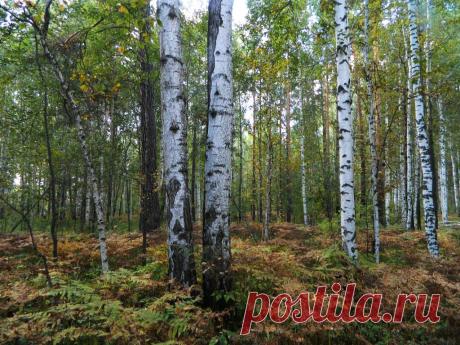 ФОТОМАСТЕРСКАЯ ПРИРОДЫ
Галина Чусовитина