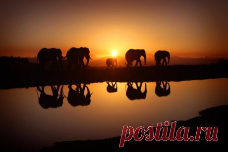 Большие и маленькие животные вместе;) Удивительно тёплые фотографии — Фотоискусство