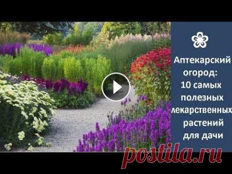❀ Аптекарский огород: 10 самых полезных лекарственных растений для дачи Почти все дачники и садоводы выращивают на своих участках не только овощи и фрукты, но и полезные лекарственные растения. Это видео познакомит вас с 1...