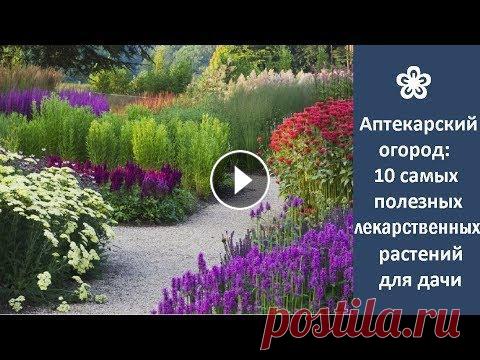 ❀ Аптекарский огород: 10 самых полезных лекарственных растений для дачи Почти все дачники и садоводы выращивают на своих участках не только овощи и фрукты, но и полезные лекарственные растения. Это видео познакомит вас с 1...