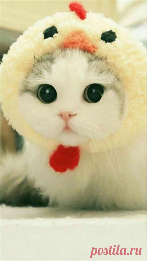 Pinterest