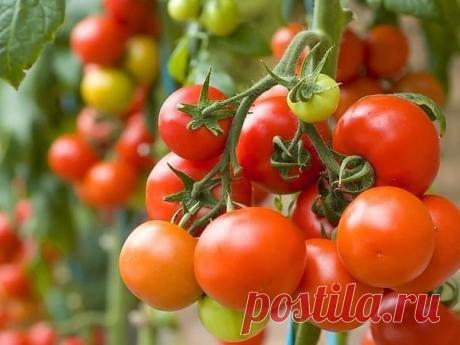 Нашатырный спирт в борьбе за урожай

Оказывается, нашатырный спирт в борьбе за высокий урожай, может оказать нам ни одну услугу. 

Многие растения, такие как помидоры, огурцы, а также лилии, клематисы, герань, очень отзывчивы на подкормки в состав которых входит нашатырный спирт.
Показать полностью…