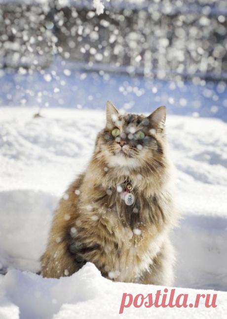 Шел снег. Если сощуриться и долго смотреть вверх, покажется, что Небо с Землёй плывут навстречу, и уже не понять, то ли снежинки спускаются на лицо, то ли сам летишь, летишь вверх...
Мария Семенова