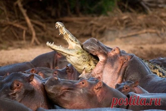 20 леденящих душу снимков, доказывающих, что природа может преподнести неприятный сюрприз