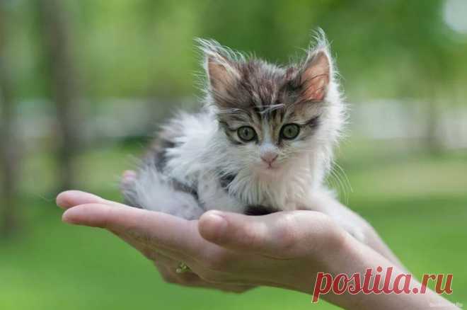 Кошачье мурлыканье нормализует давление и ритм сердца