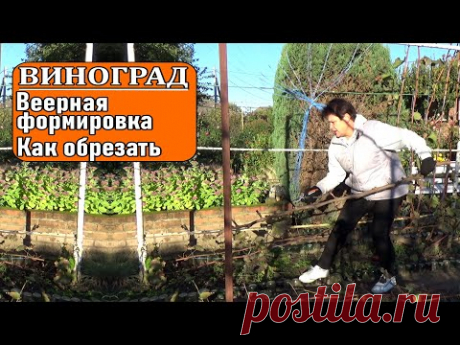 Обрезка винограда осенью по веерной формировке