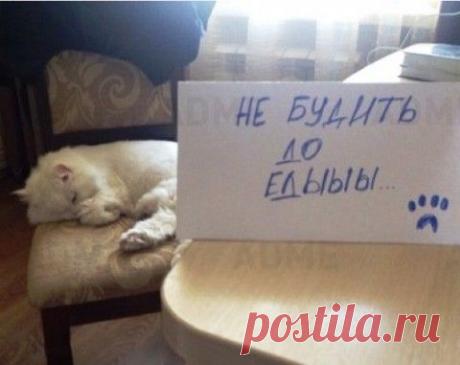 Записки от ваших котов, которые вы могли бы получить