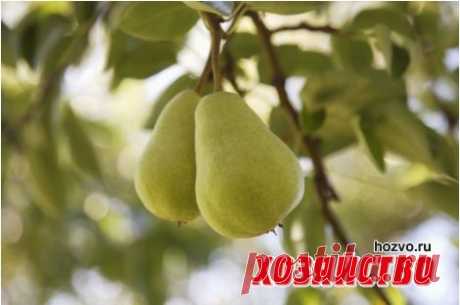 Груша без медяницы