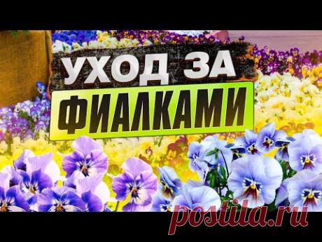 Уход за фиалками. Борьба с вредителями на комнатных растениях? Как правильно применять «Фитоверм»