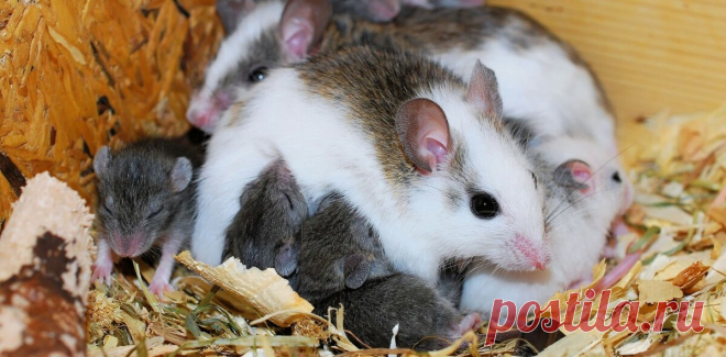 Найден новый «молекулярный включатель» материнской самоотверженности
Матери готовы встретиться лицом к лицу с опасностью, если это нужно для благополучия их детей. Такое поведение характерно как людей, так и для многих животных, но каков его механизм с точки зрения биологии? На примере лабораторных мышей ученые выяснили , что к этому имеет отношение особый белок в нейронах одного из участков мозга Родительское внимание […]
Читай дальше на сайте. Жми подробнее ➡