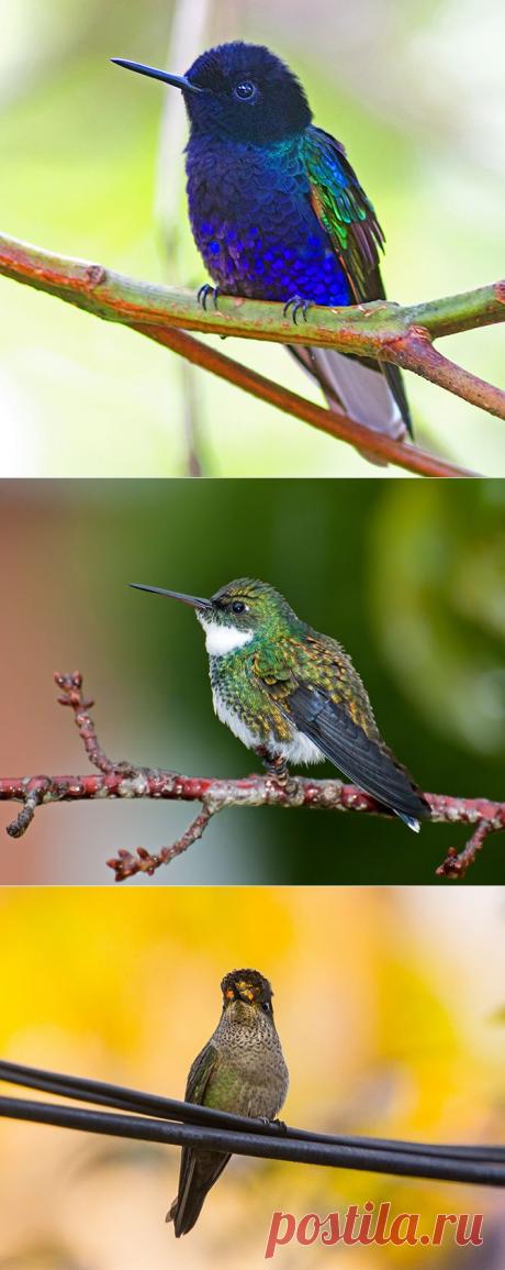 Самые красивые виды колибри